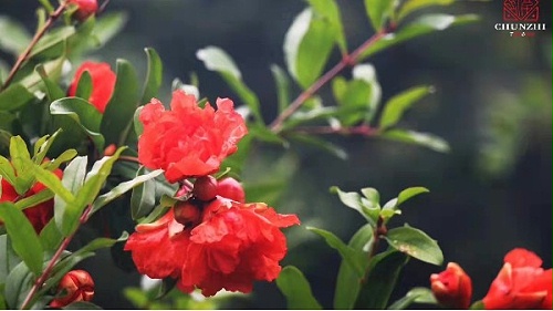 CHUNZHI®||每日一品鉴第二季——那些瓷上的祝福（26)