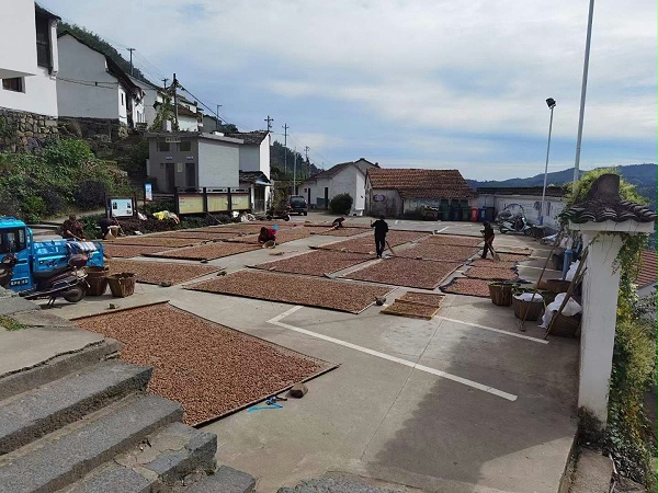 香榧子www.chunzhiwh.com