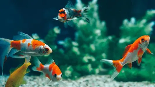 e26503cee3d01f0419141cf1331743b6-sz_22693