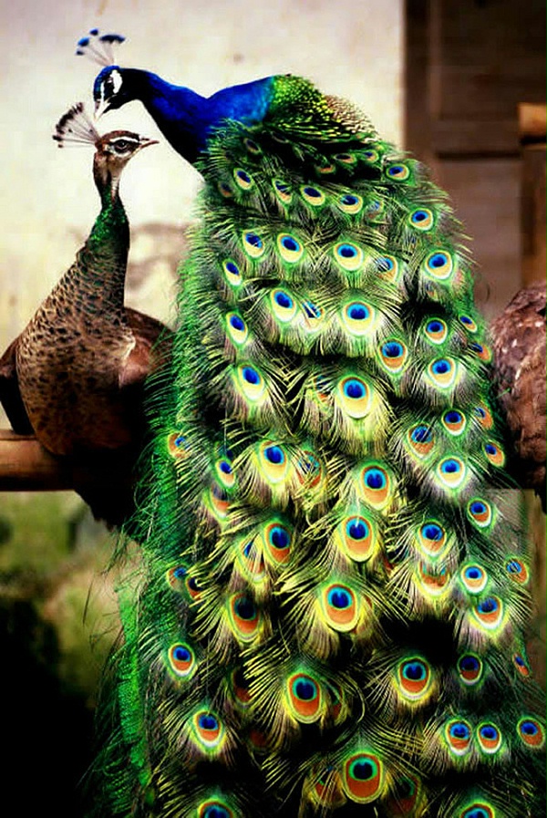 src=http___hbimg.b0.upaiyun.com_aa04a5e68bc684299e71dc09f191ca48d4bda48a3e8c2-vQkm7F_fw658&refer=http___hbimg.b0.upaiyun