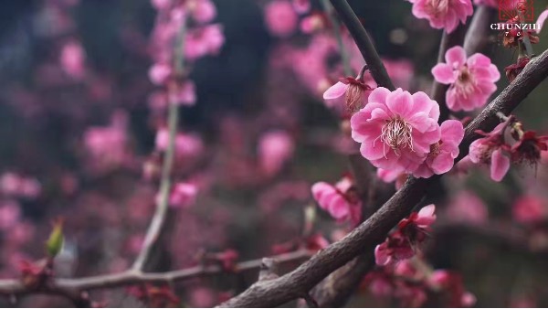 CHUNZHI®||每日一品鉴第二季——那些瓷上的祝福（33)