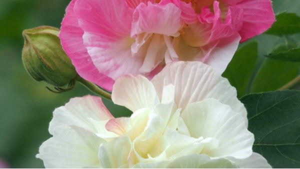 CHUNZHI®||每日一品鉴第二季——那些瓷上的祝福（31)